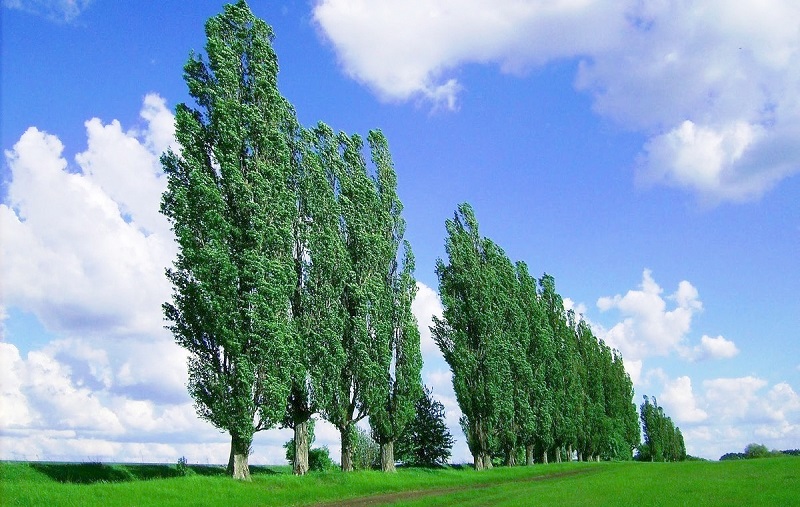 Poplar and elm will protect our agriculture from climate change