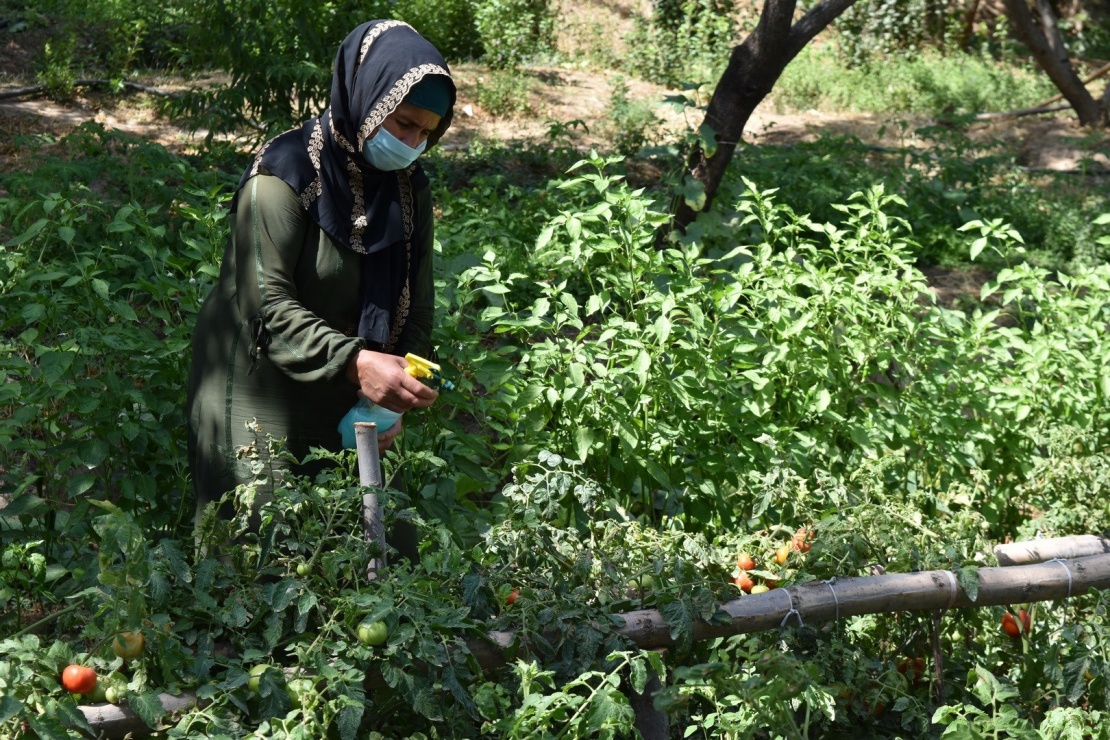 How to deal with plant diseases and pests without the use of agrochemicals?