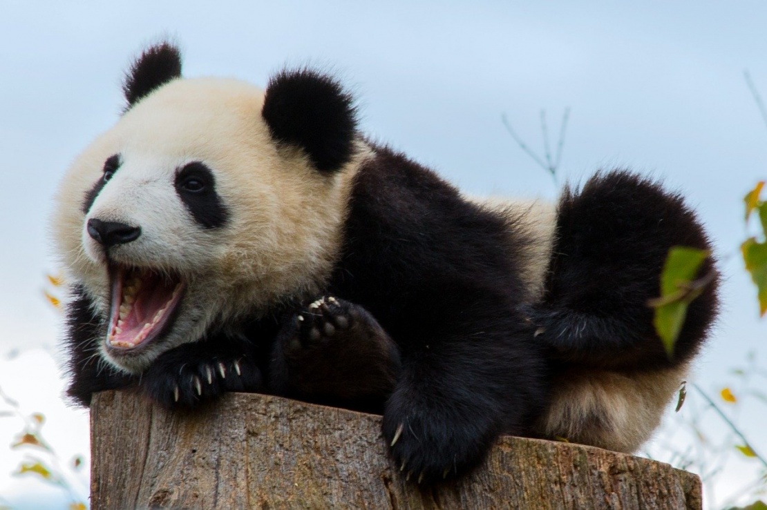 "Complex things in an interesting manner" - online webinar from WWF