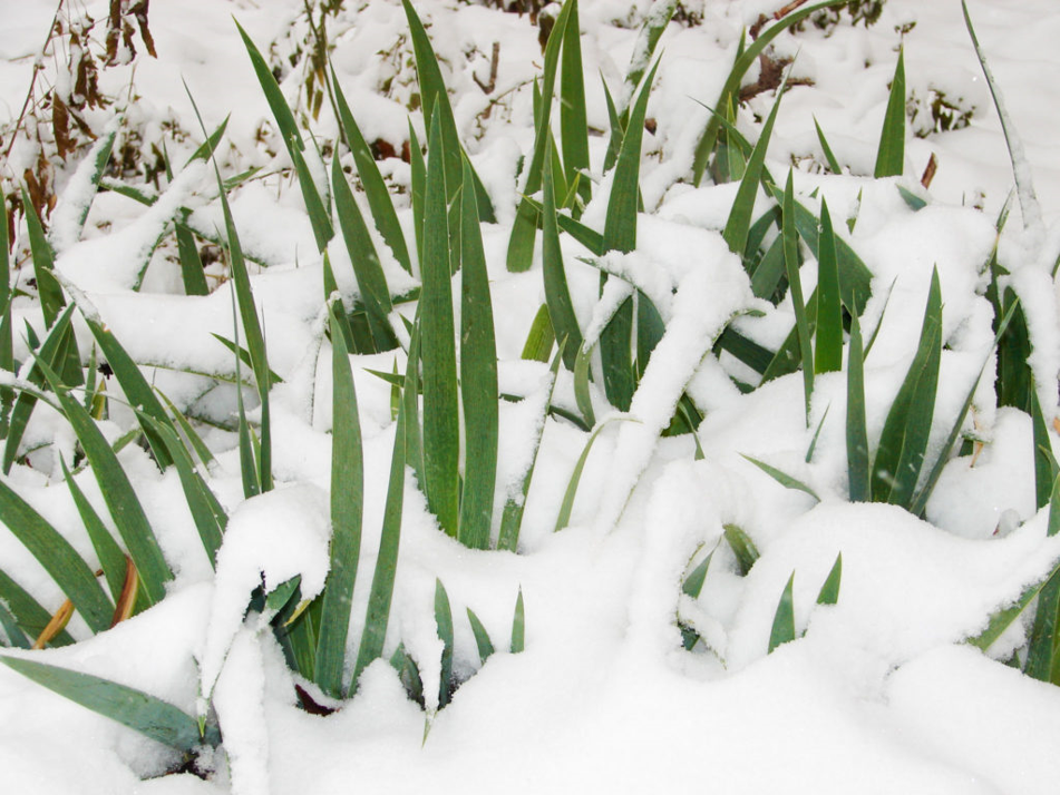 день снега 1.png